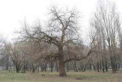 Этой шелковице больше 120 лет. Она - один из трех последних реликтов, которые сохранились в парке. Асоциалы, нечувствительные к красоте природы, разводят костры прямо под стволом дерева. Ствол поврежден и требует срочной помощи.