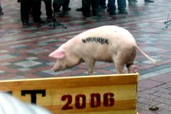 Свиньи с надписями “чиновник” и “олигарх”, гулявшие возле корыта, которое символизировало “Госбюджет-2006”, были главными персонажами акции протеста мэров Украины возле Верховной Рады