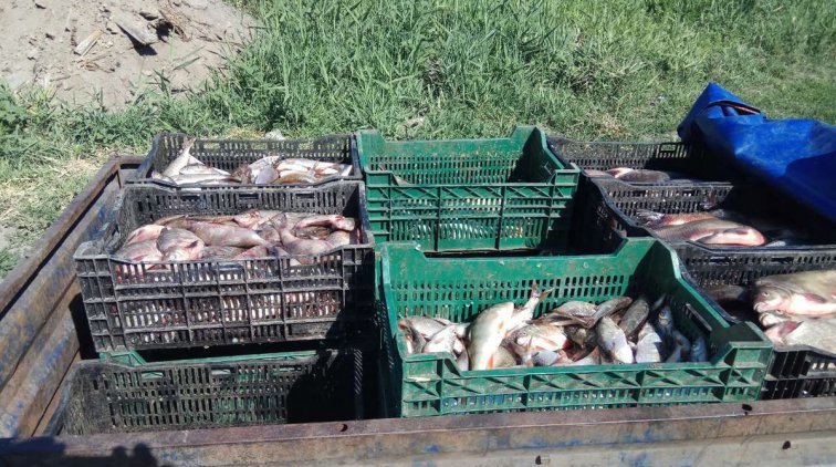 Незаконная скупка рыбы 18 июня