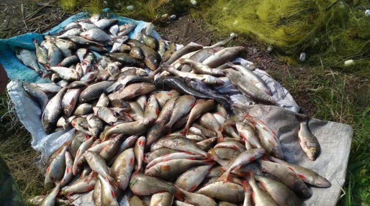 Факт рыболовли 15 июня на территории СПЧ «Нижневорсклянский»