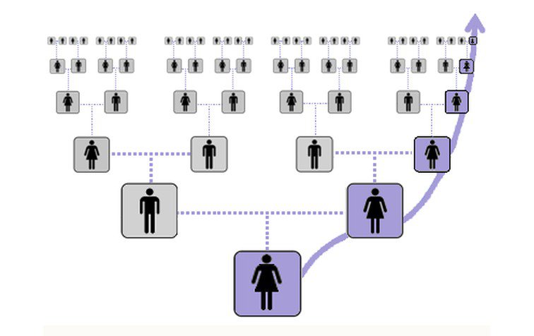 анализ на родство по женской линии
