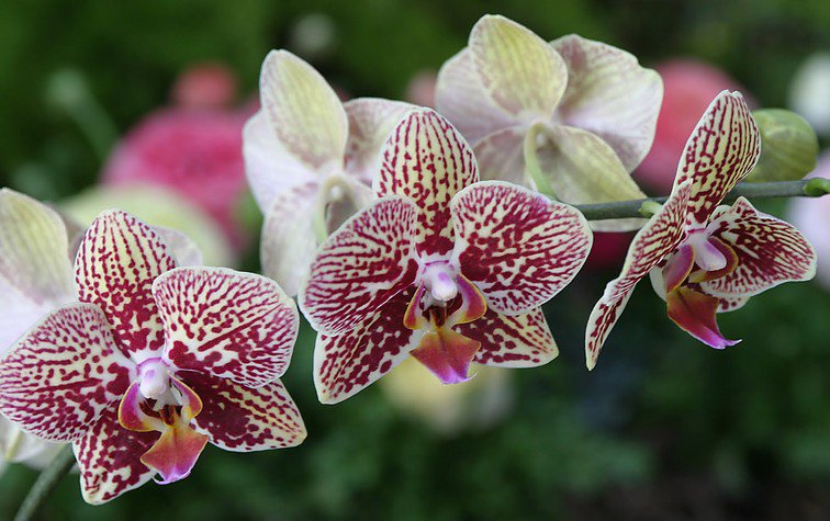 Орхидеи фаленопсисы