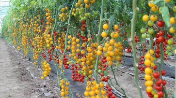 Купить семена овощей в Украине недорого