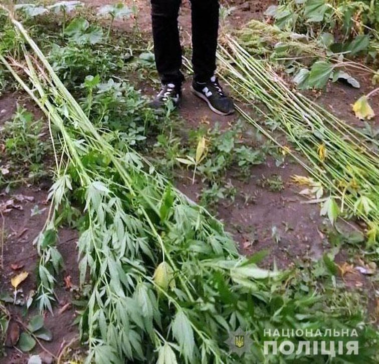 61-летний житель Кременчугского района выращивал коноплю на своём участке