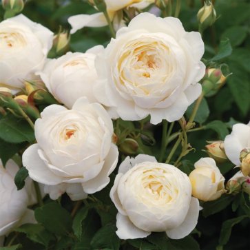 Саженцы роз купить по лучшей цене в Украине