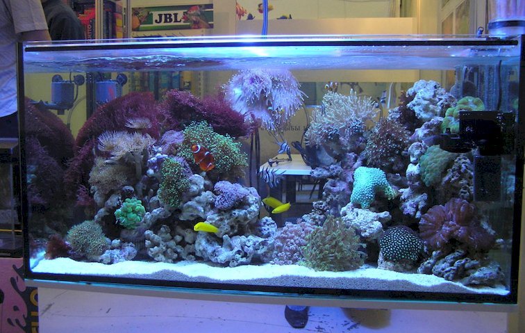 Морские аквариумы в Киеве под заказ