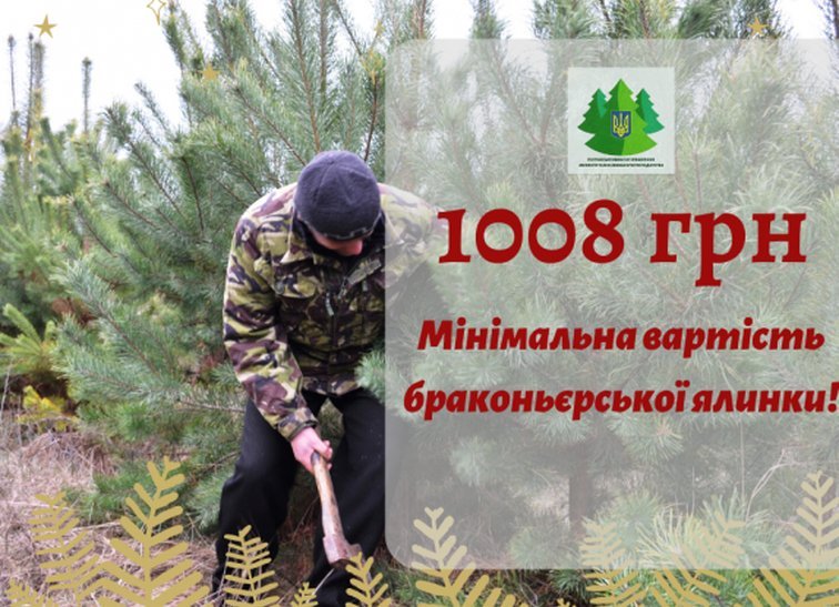 1008 гривен — минимальная стоимость браконьерской ёлки
