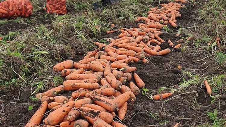 Семена моркови в Украине по оптовым ценам
