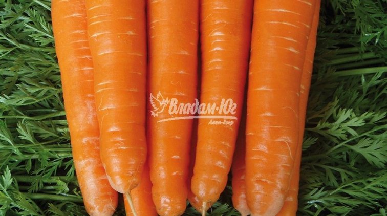 Купить семена моркови в Украине