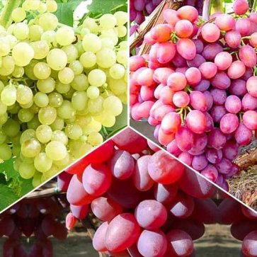 Купить саженцы винограда