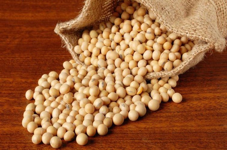 Семена сои ГМО в Украине