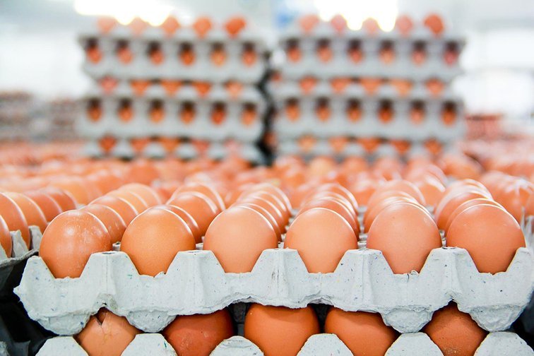 На одной из птицефабрик области выявили 460 ящиков с куриными яйцами с неправильной маркировкой