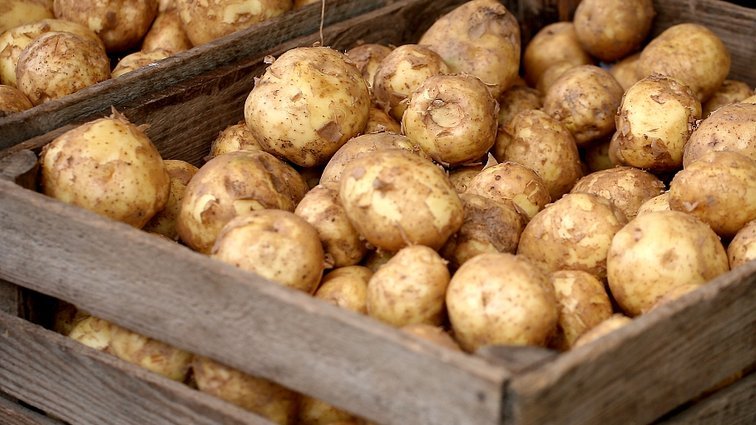 Что надо знать о молодой картошке