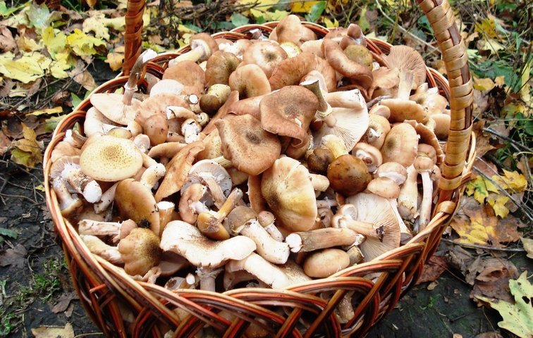 Рекомендации по сбору и употреблению дикорастущих грибов