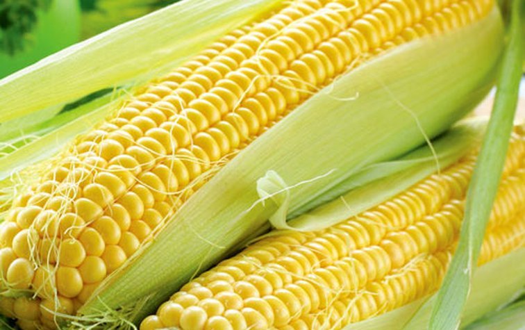 Золотая и сладкая: вред и польза от кукурузы