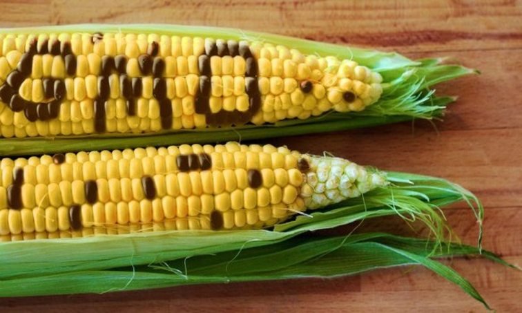Использование ГМО-сортов сельскохозяйственных растений