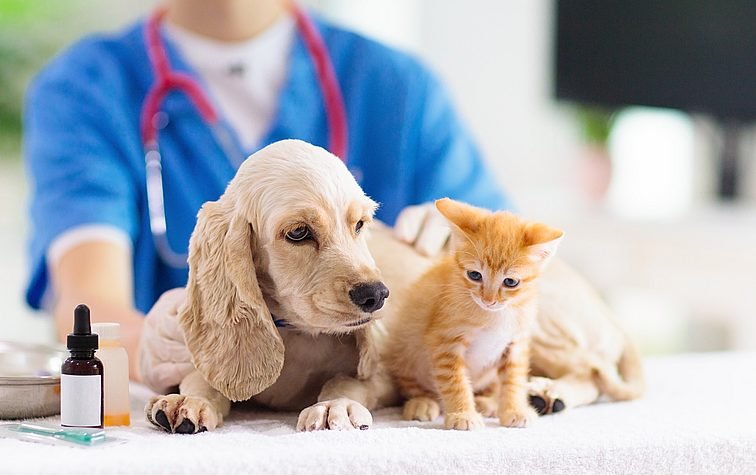 Почему важно вакцинировать домашних животных?!