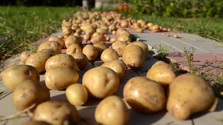 Как правильно хранить картофель зимой?