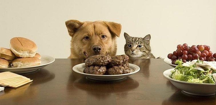 Корм или домашняя еда? Как правильно кормить собак и кошек