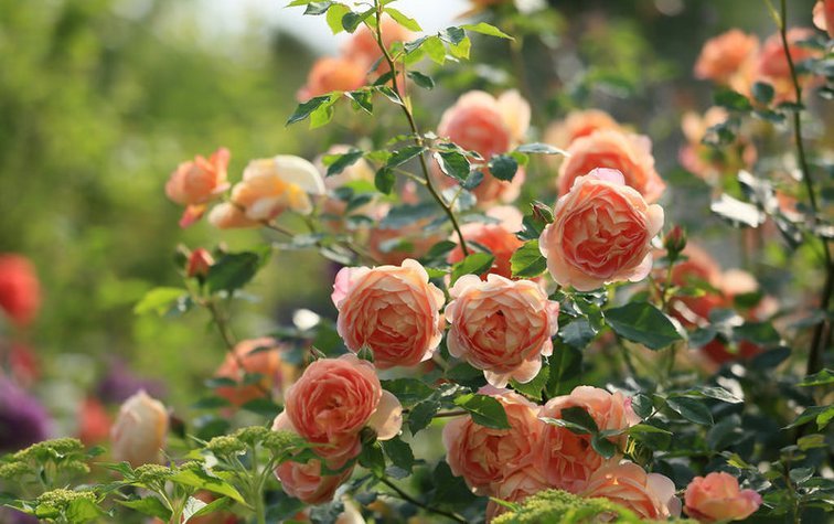 Как ухаживать за розами осенью, чтобы они долго цвели летом