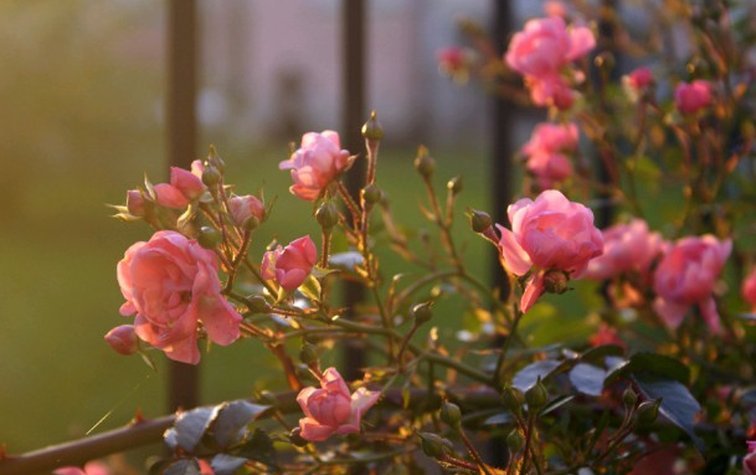 Как ухаживать за розами осенью, чтобы они долго цвели летом