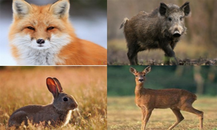 Что необходимо знать охотнику об основных инфекционных заболеваниях диких животных