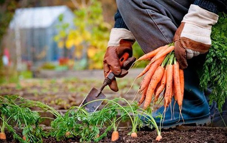 Как правильно хранить морковь — советы специалистов