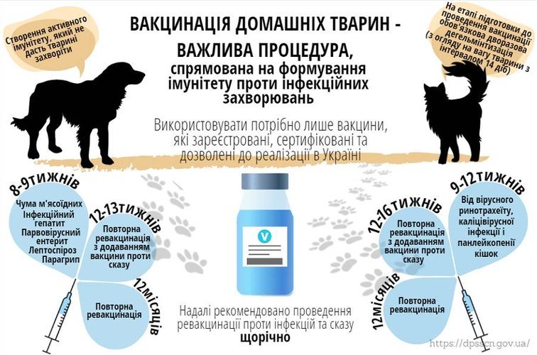 Вакцинация домашних животных — ответственное отношение к своим любимцам!