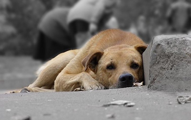 Стерилизация — единственный гуманный метод снижения количества бездомных животных