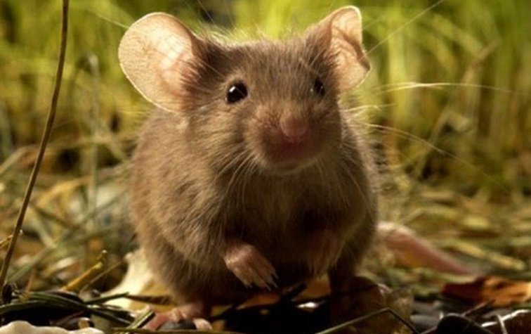 Как избавиться от мышей в доме без применения химических препаратов