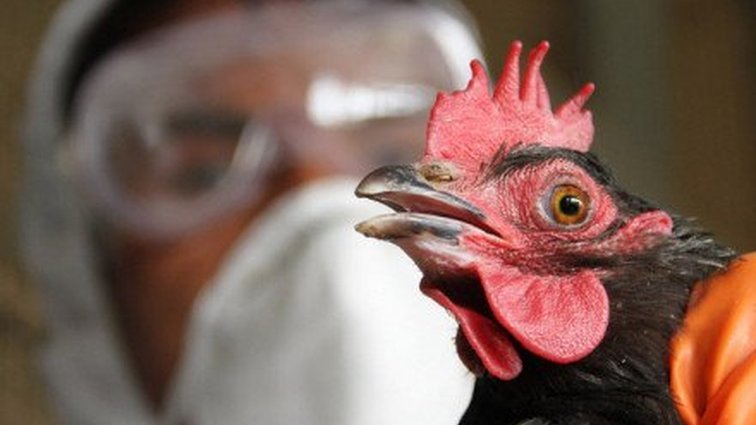 Чем опасен птичий грипп и как избежать заражения — рекомендации специалистов Госпродпотребслужбы