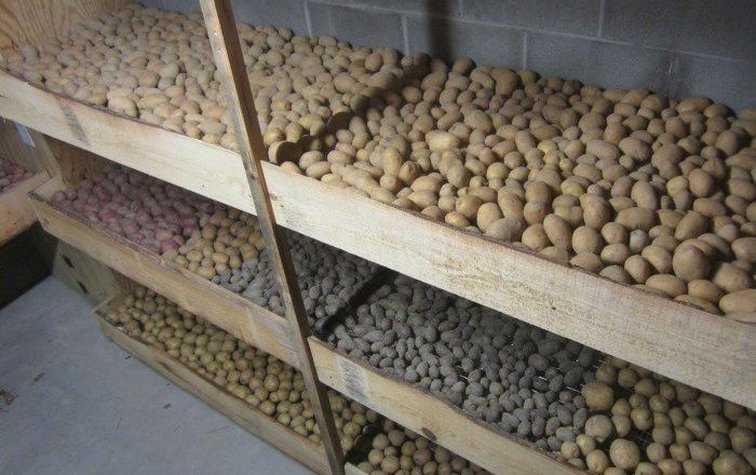 Хранение картофеля в зимний период