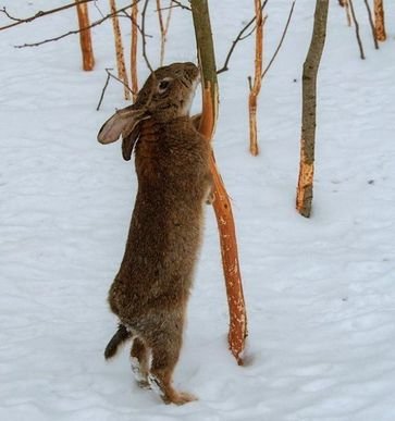 Защита сада от мышей и зайцев зимой