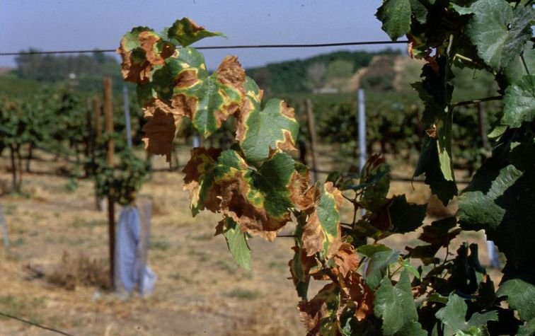 Бактериоз винограда (болезнь Пирса) — опасность для посадочного материала