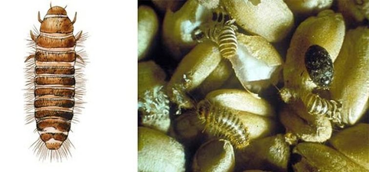 Капровый жук — опасный карантинный вредитель запасов