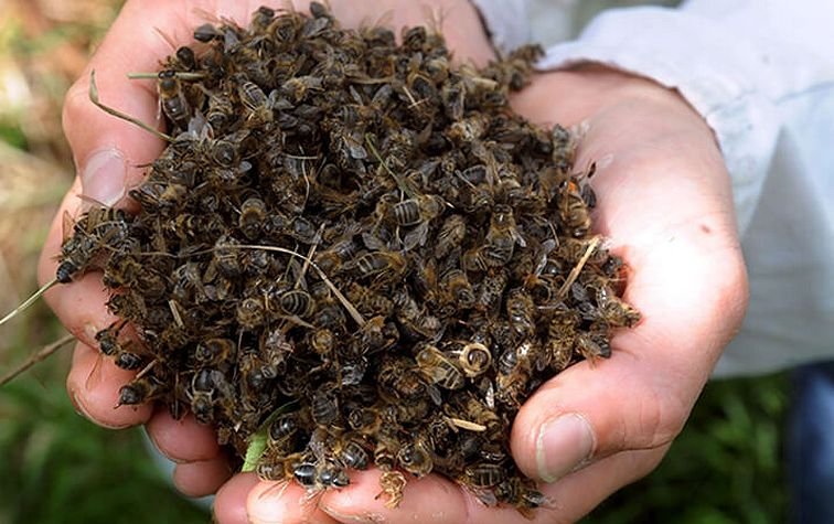 В Госпродпотребслужбе дали советы как защитить пчёл от отравления пестицидами