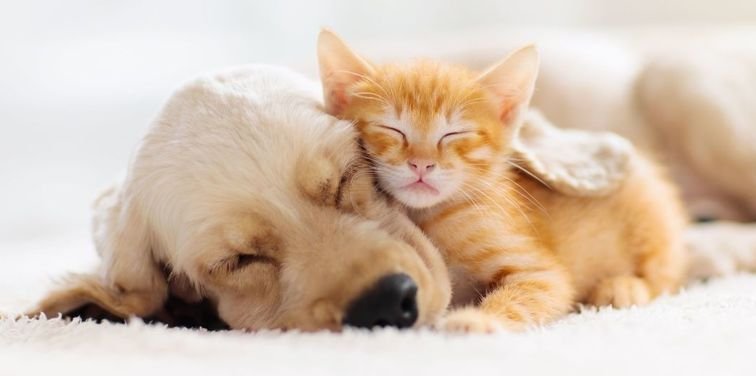Почему важно вакцинировать собак и кошек?!