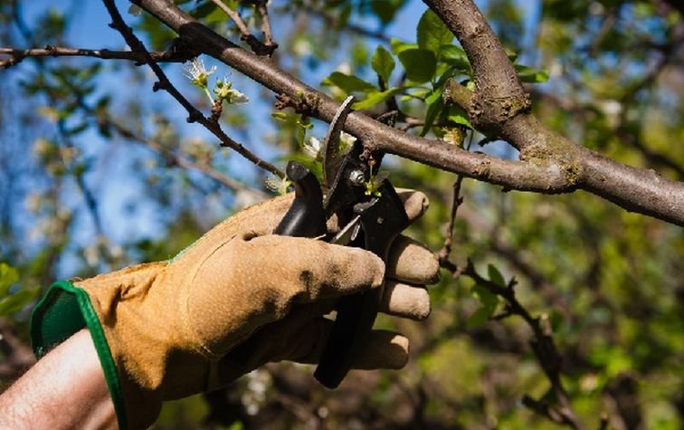 Рекомендации по обрезке плодовых деревьев весной
