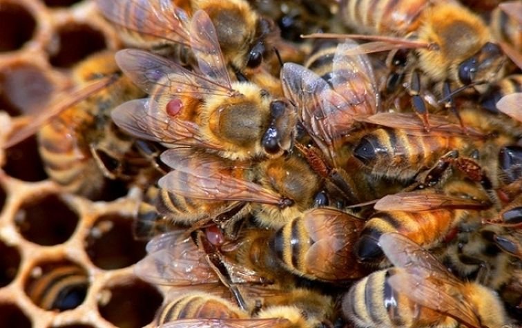 Что нужно знать о варроатозе медоносных пчёл