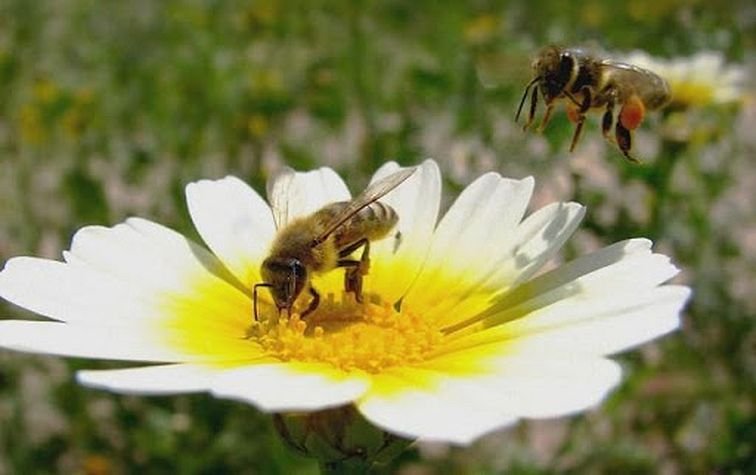 Предупредительные меры для предотвращения отравления пчёл пестицидами