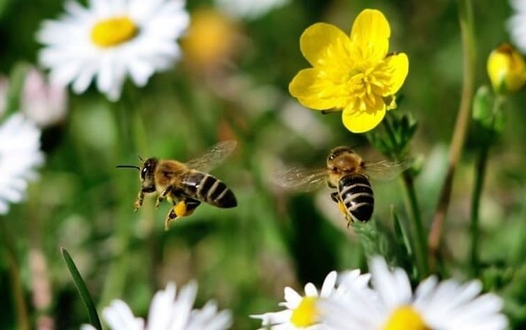 Предупредительные меры для предотвращения отравления пчёл пестицидами