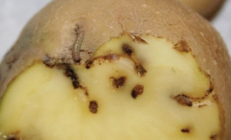 Картофельная моль — опасный карантинный вредитель