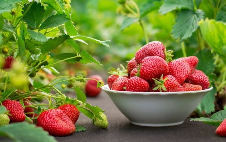 Клубника: польза и опасность ягоды