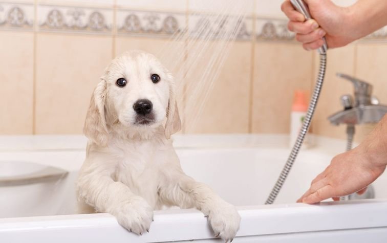 Мыть или не мыть? Как правильно купать домашних любимцев