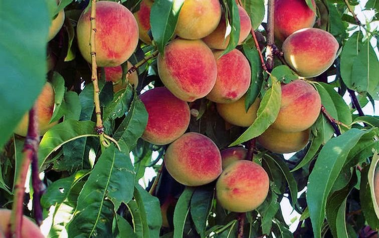Курчавость листьев персика — причины, лечение и профилактика