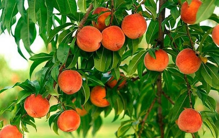 Курчавость листьев персика — причины, лечение и профилактика