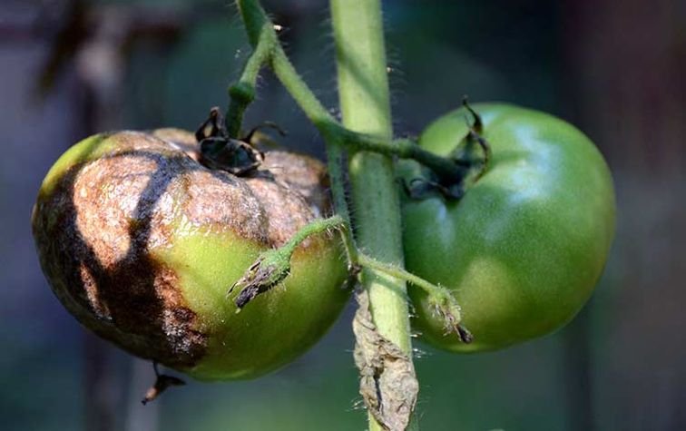 Фитофтороз томатов — как предотвратить и как бороться?