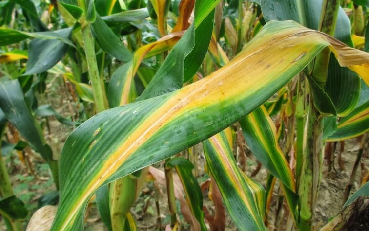Бактериальное увядание кукурузы — опасное карантинное заболевание!