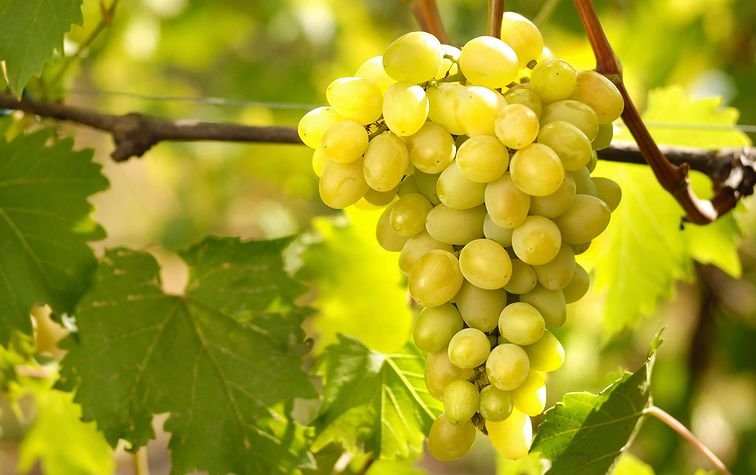 Проведение работ по защите винограда от болезней и вредителей в августе