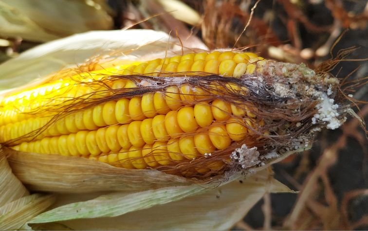 Фузариоз — самая распространённая и вредная болезнь кукурузы